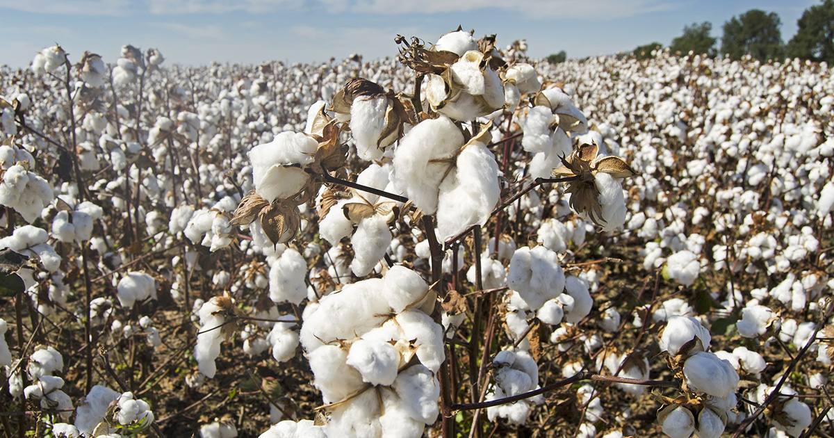 What Are The Pros And Cons Of 100 Cotton